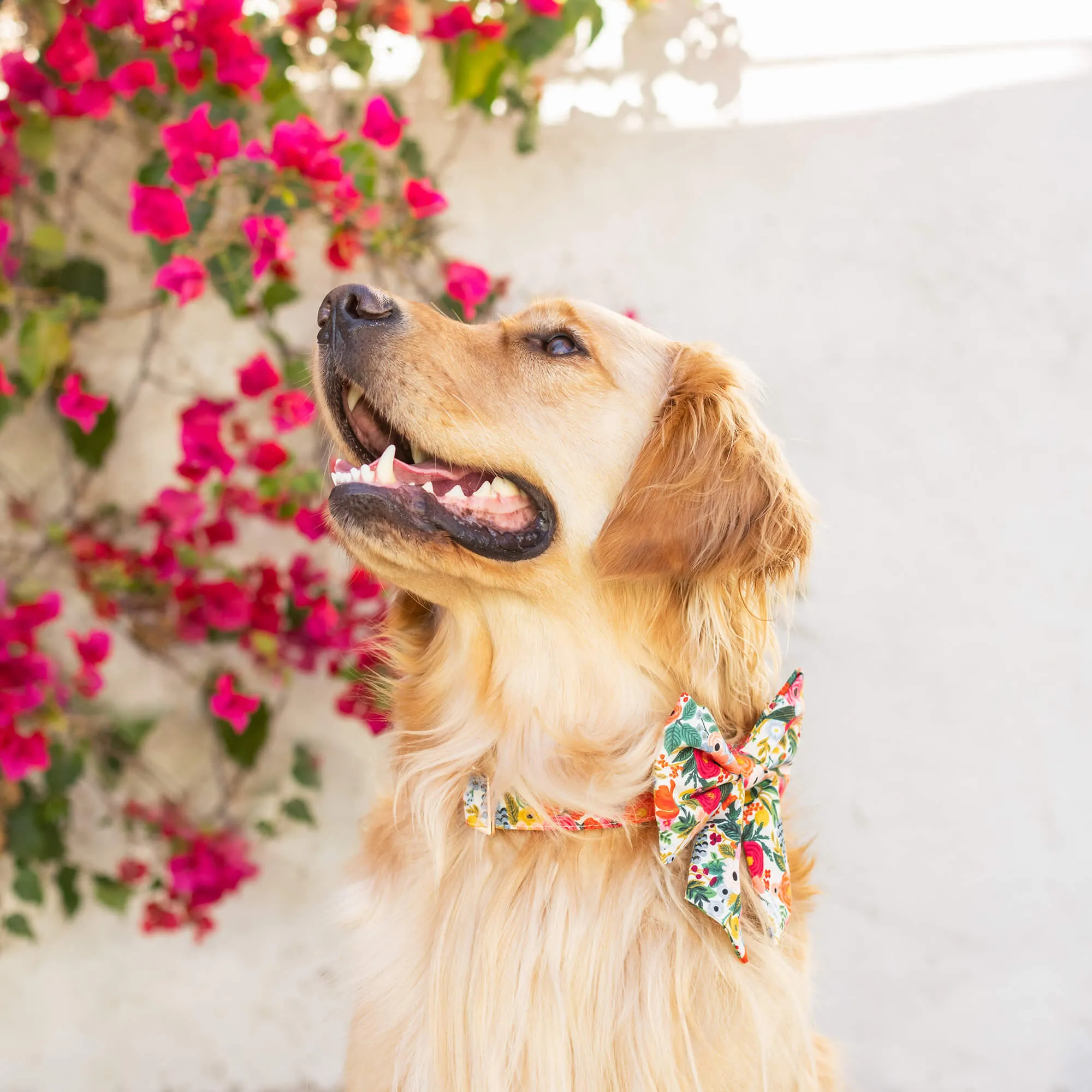 Rifle Paper Co. x TFD Garden Party Lady Bow Collar