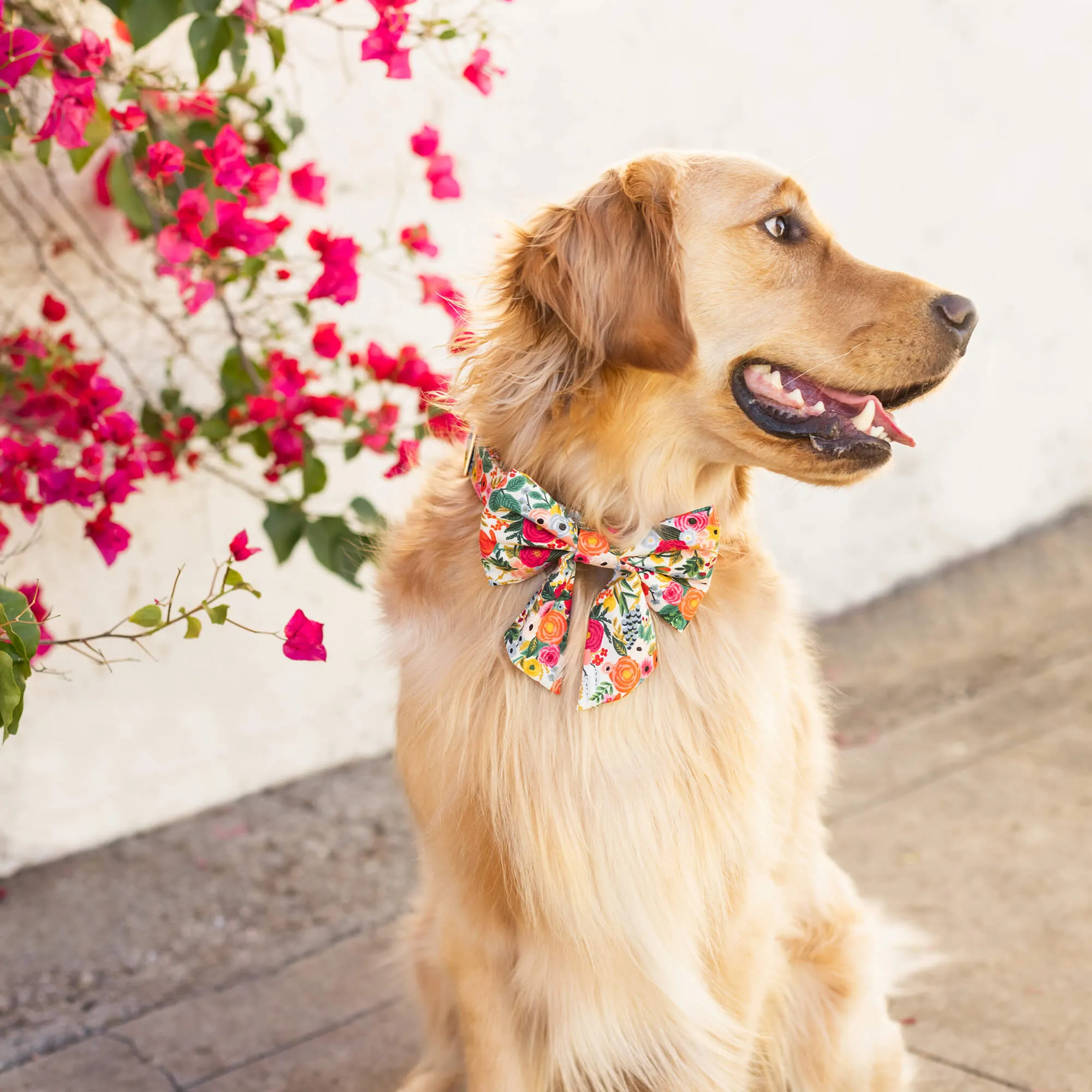 Rifle Paper Co. x TFD Garden Party Lady Bow Collar