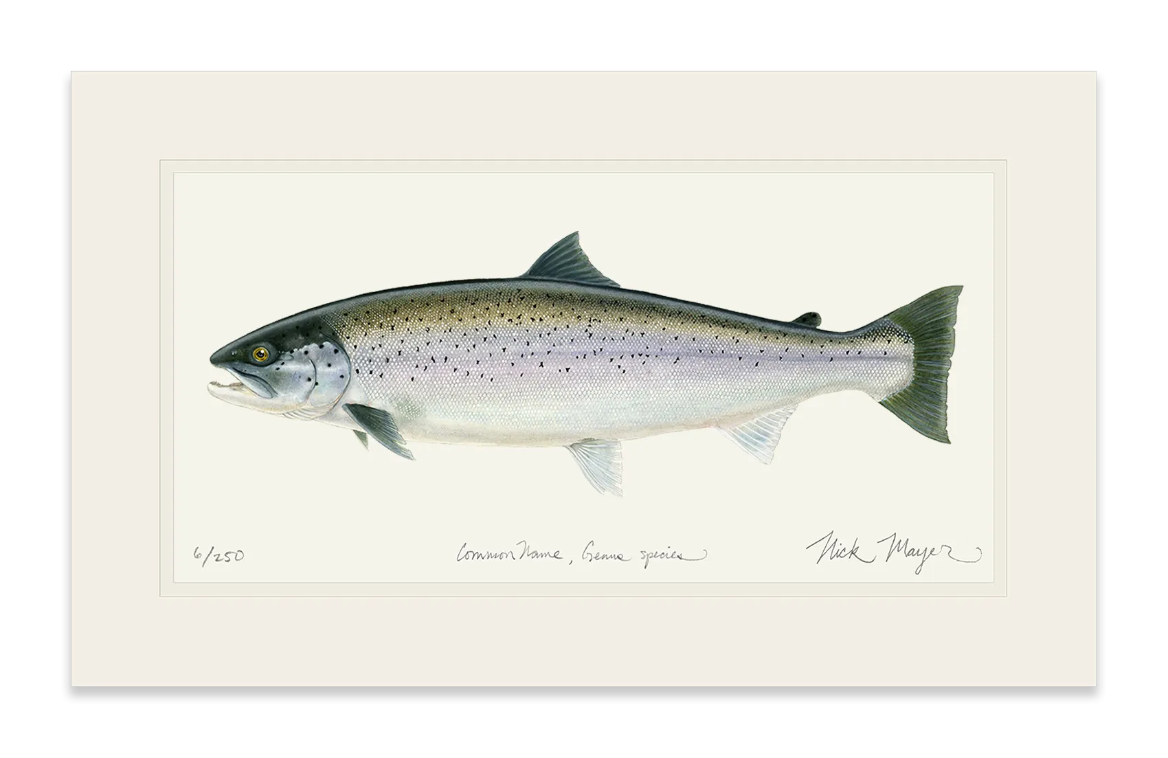 Sea Run Brown Trout Print