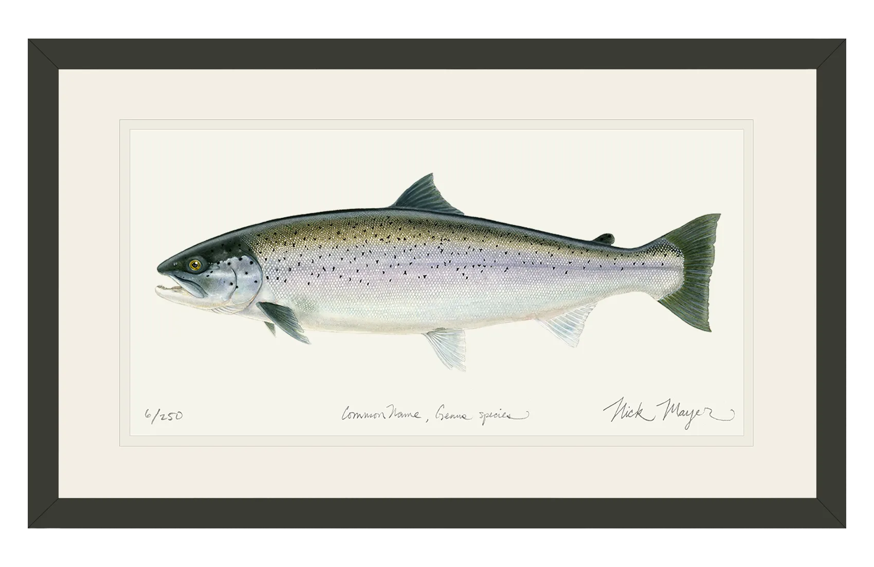 Sea Run Brown Trout Print